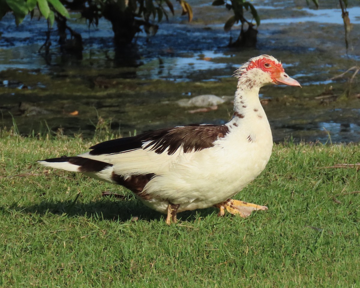 Muscovy Duck (Domestic type) - ML621182892