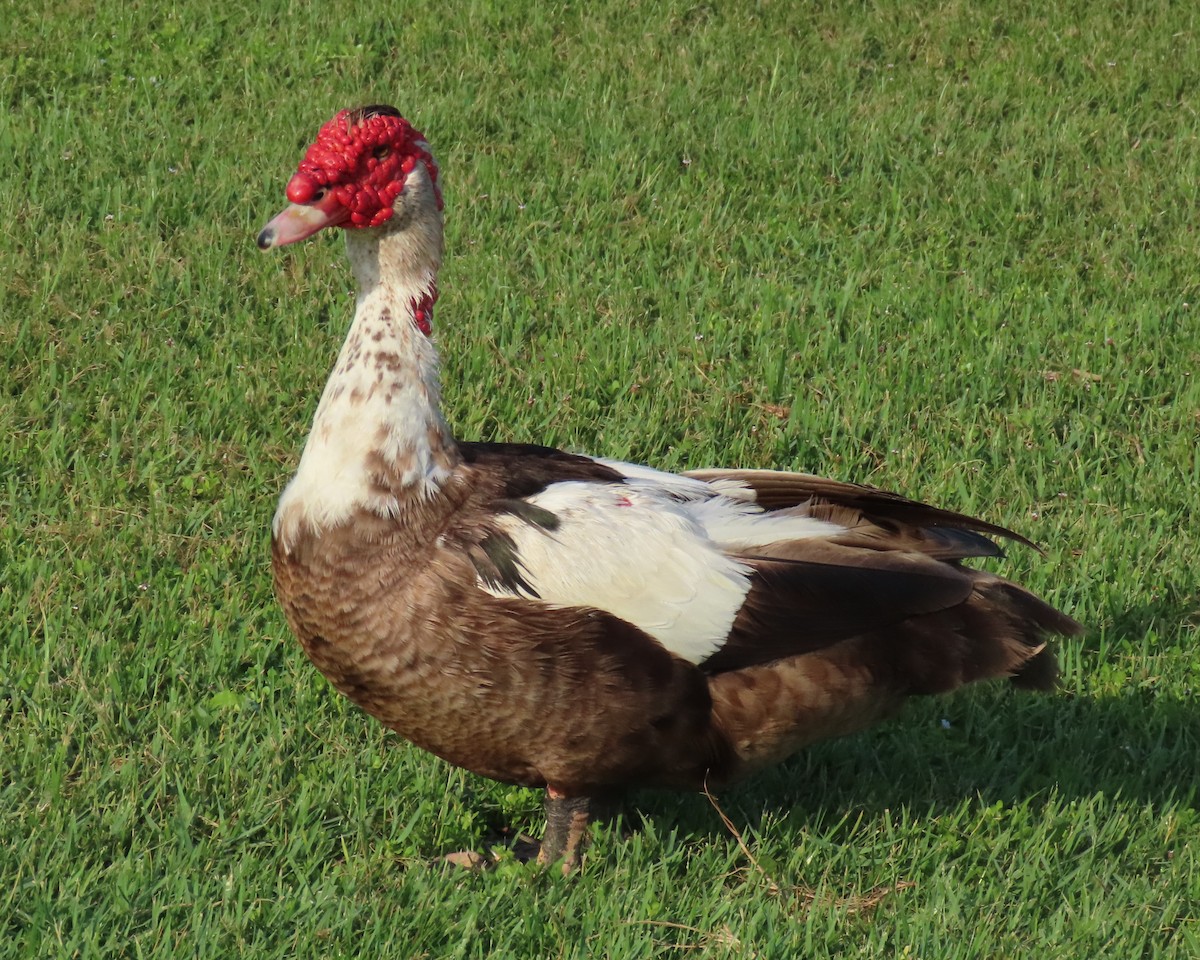 Muscovy Duck (Domestic type) - ML621182895