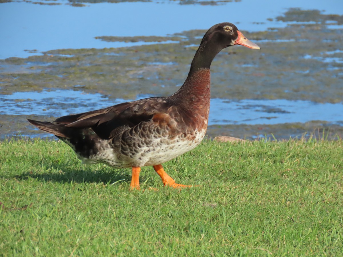 Muscovy Duck x Mallard (hybrid) - ML621182899