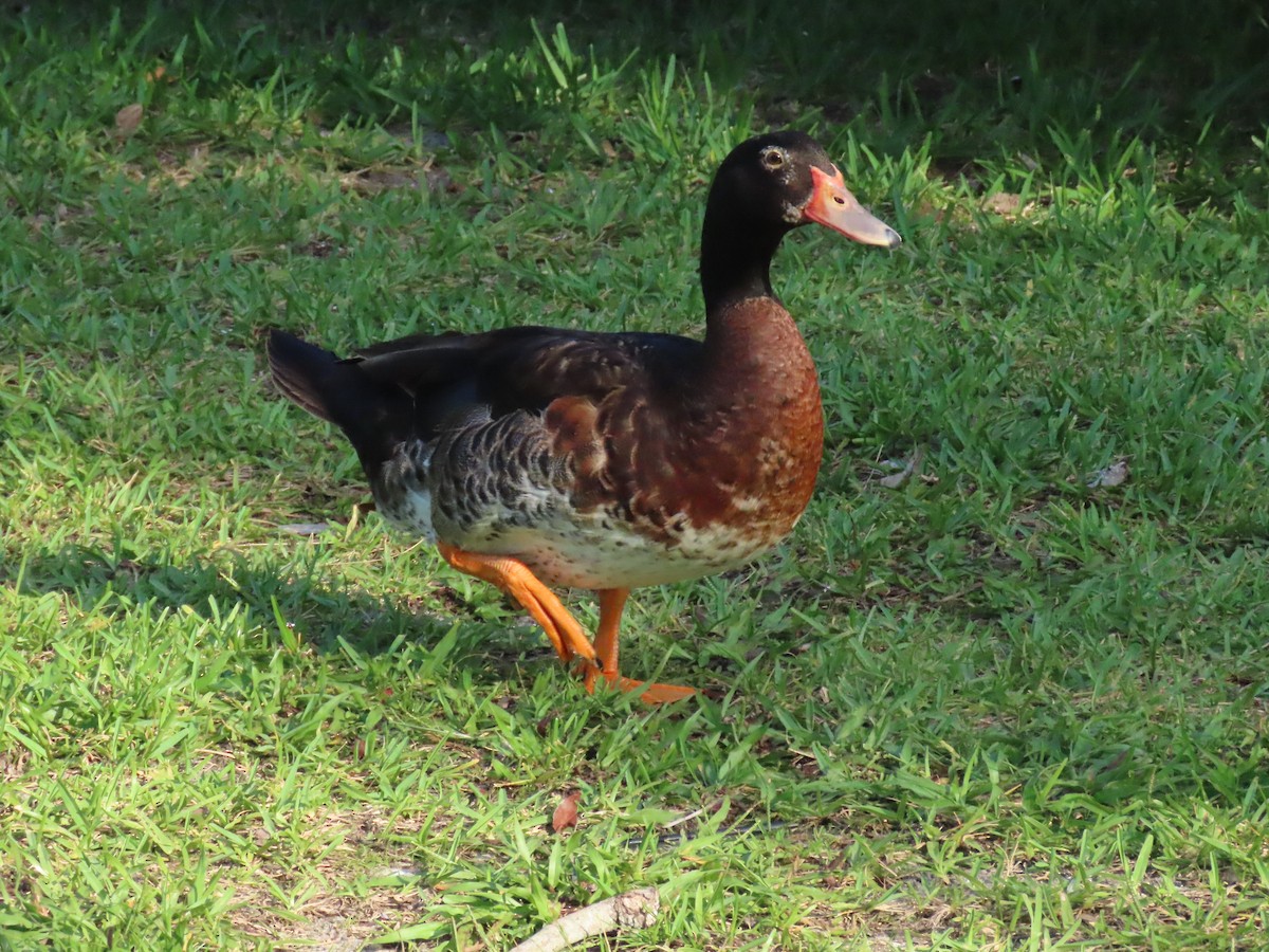 Muscovy Duck x Mallard (hybrid) - ML621182900