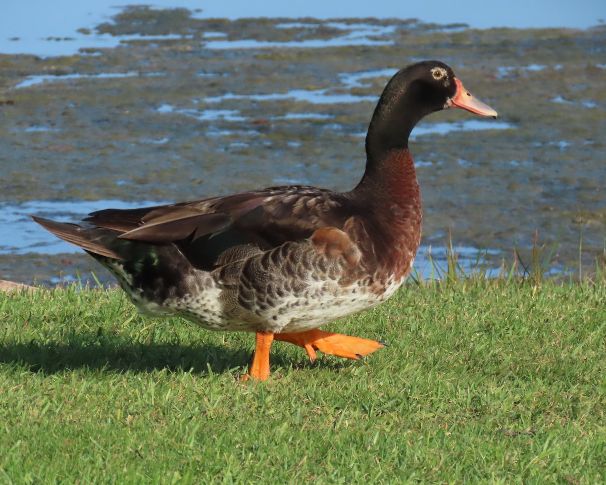 Muscovy Duck x Mallard (hybrid) - ML621182901