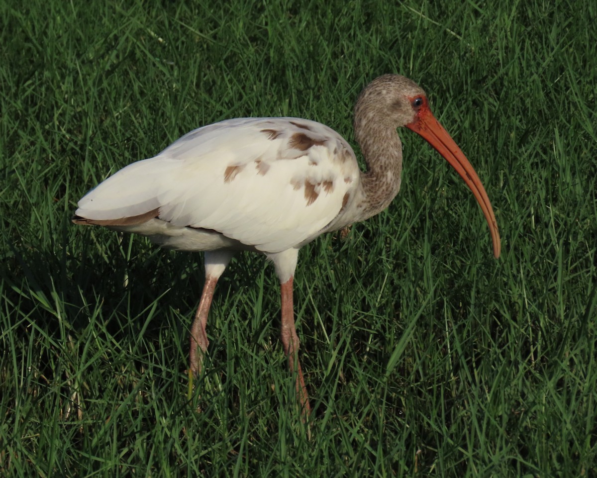 ibis bílý - ML621182912