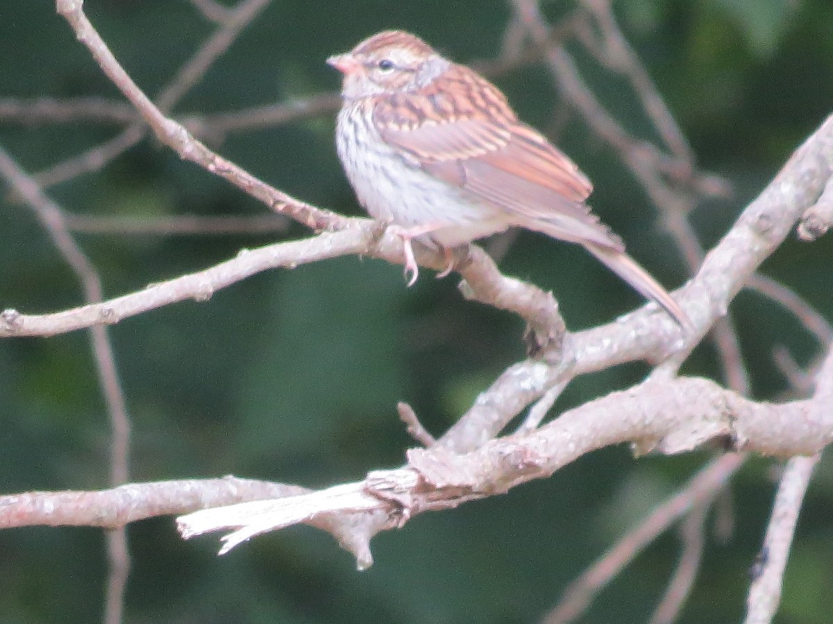 Chipping Sparrow - ML621182918