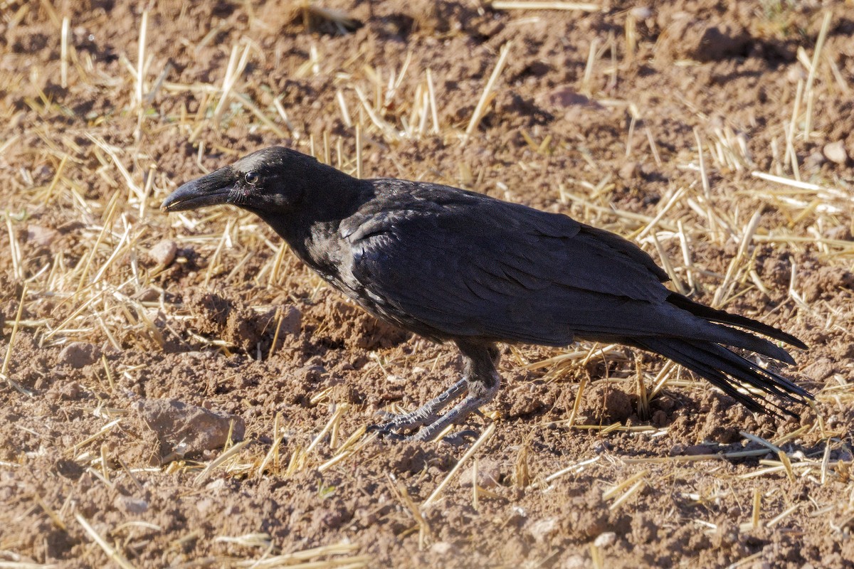 Common Raven - ML621182954