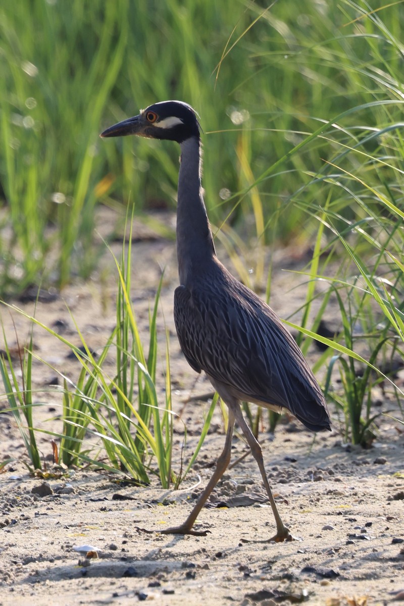 Yellow-crowned Night Heron - ML621182967