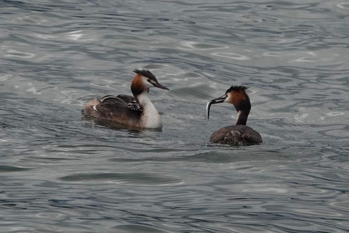 Great Crested Grebe - ML621183011