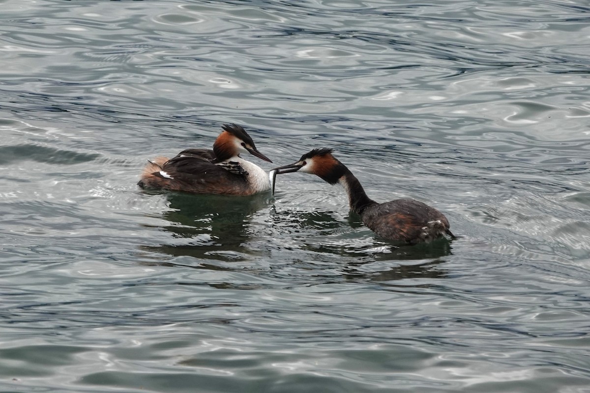 Great Crested Grebe - ML621183012
