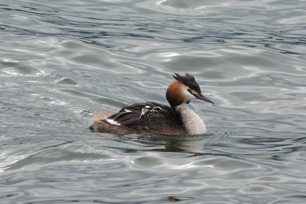 Great Crested Grebe - ML621183015