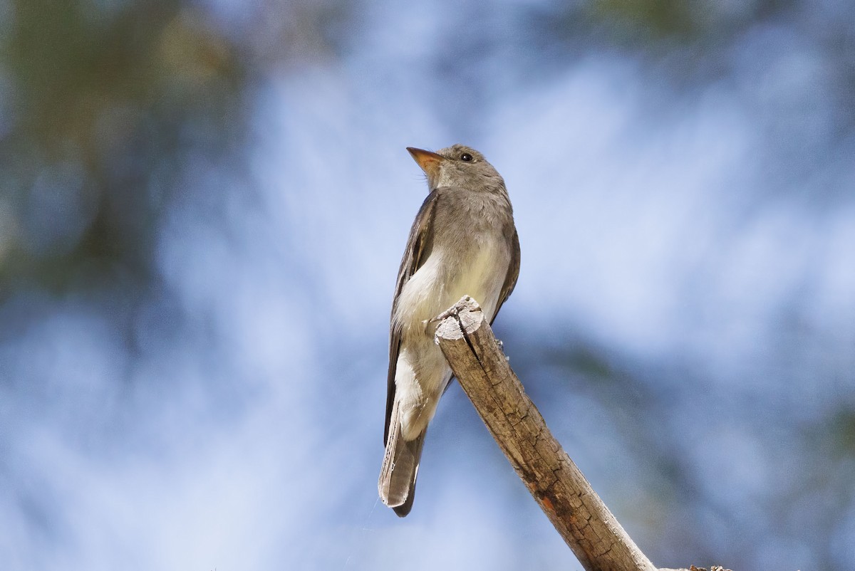 Western Wood-Pewee - ML621183027