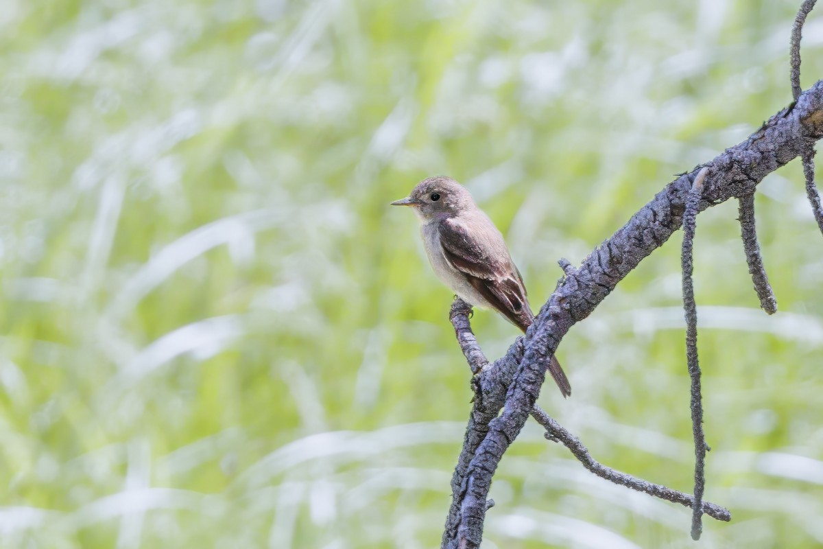 Western Wood-Pewee - ML621183028