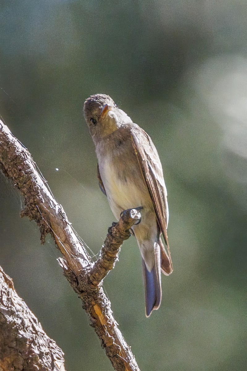 Western Wood-Pewee - ML621183029