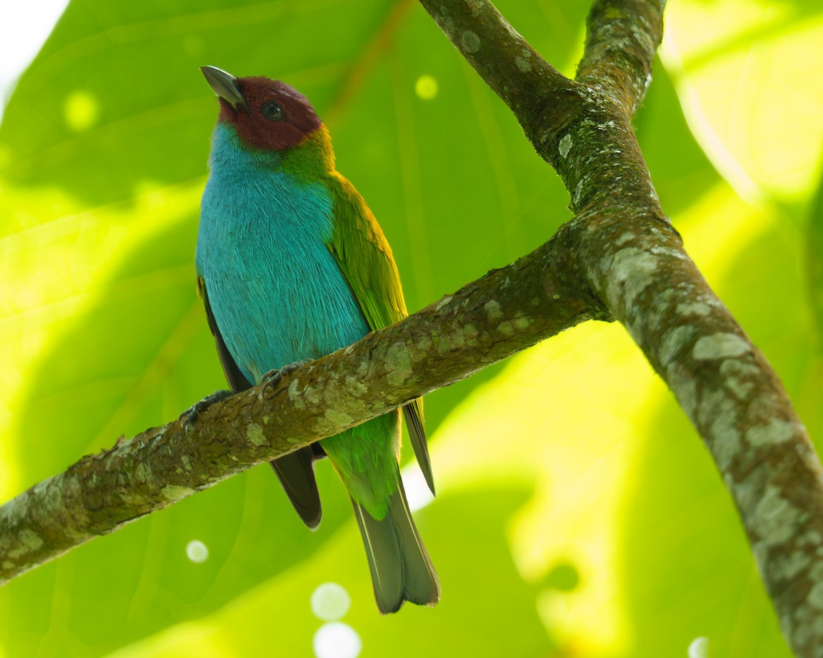 Bay-headed Tanager - ML621183067