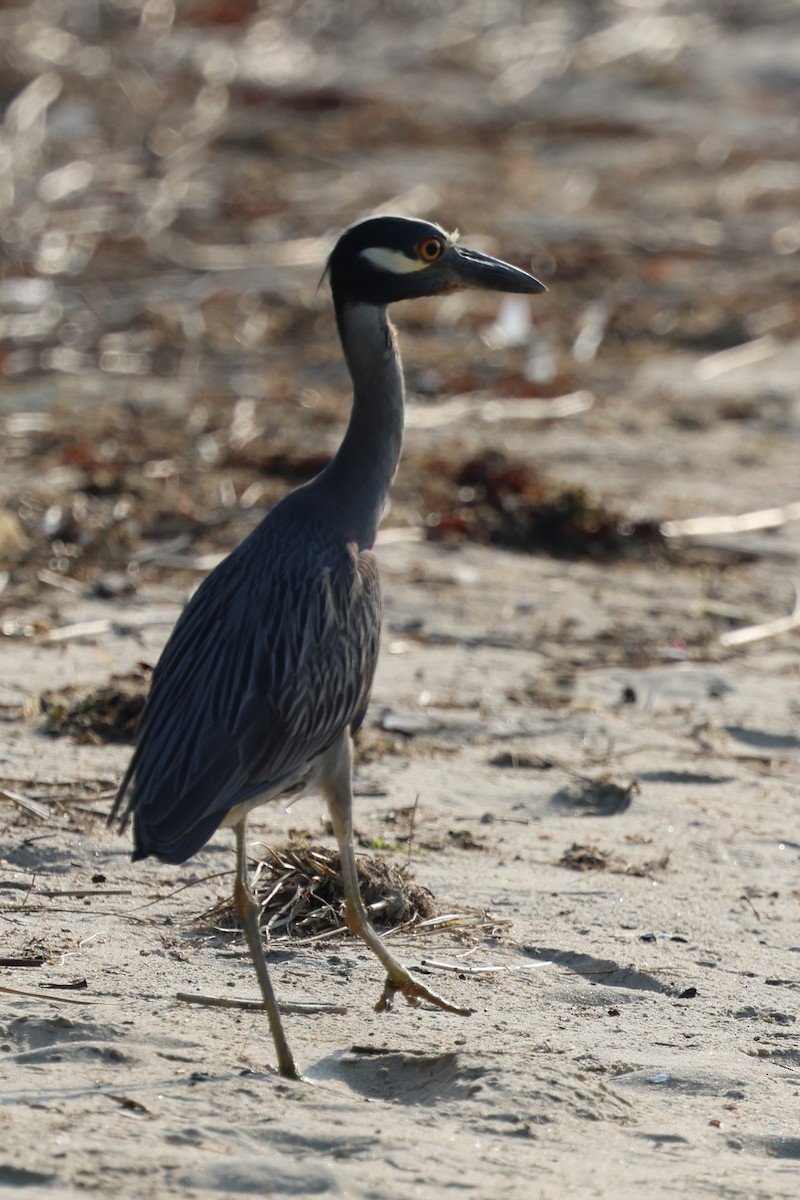 Yellow-crowned Night Heron - ML621183092