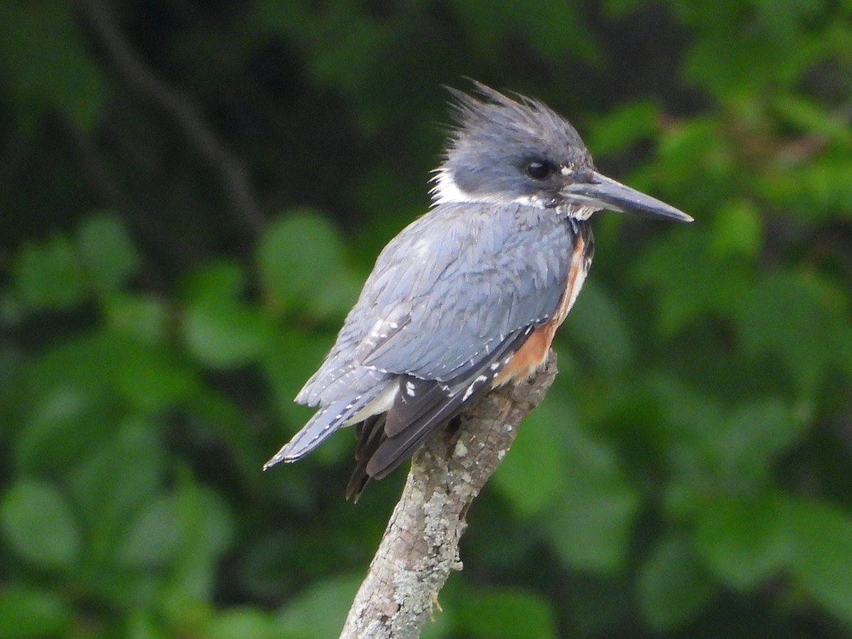 Belted Kingfisher - ML621183135