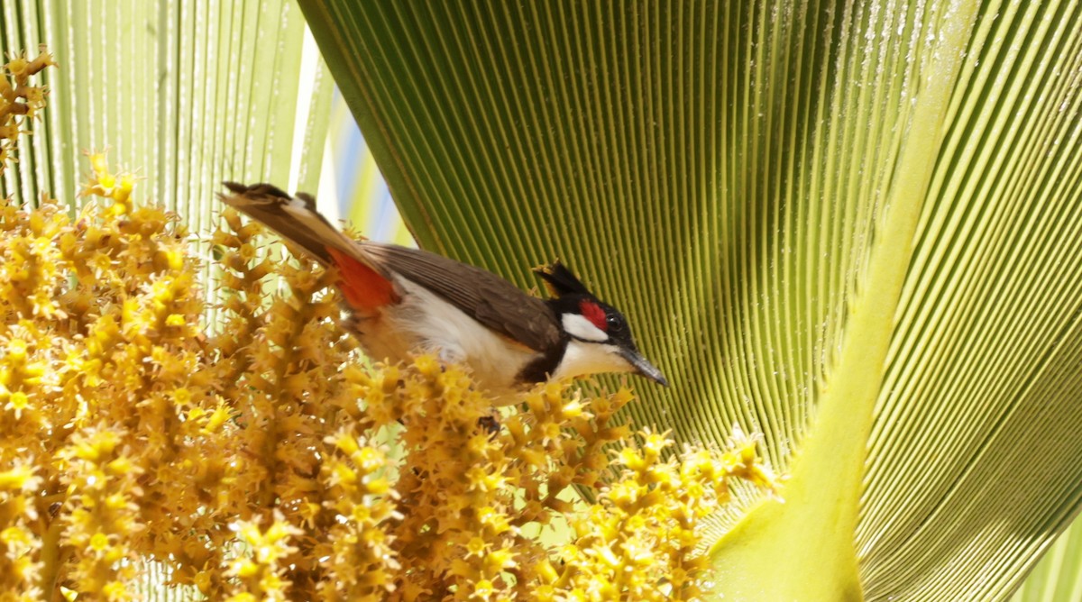 Red-whiskered Bulbul - ML621183136