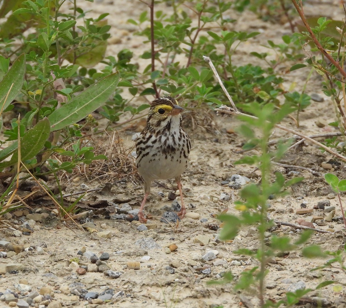 Savannah Sparrow - ML621183164