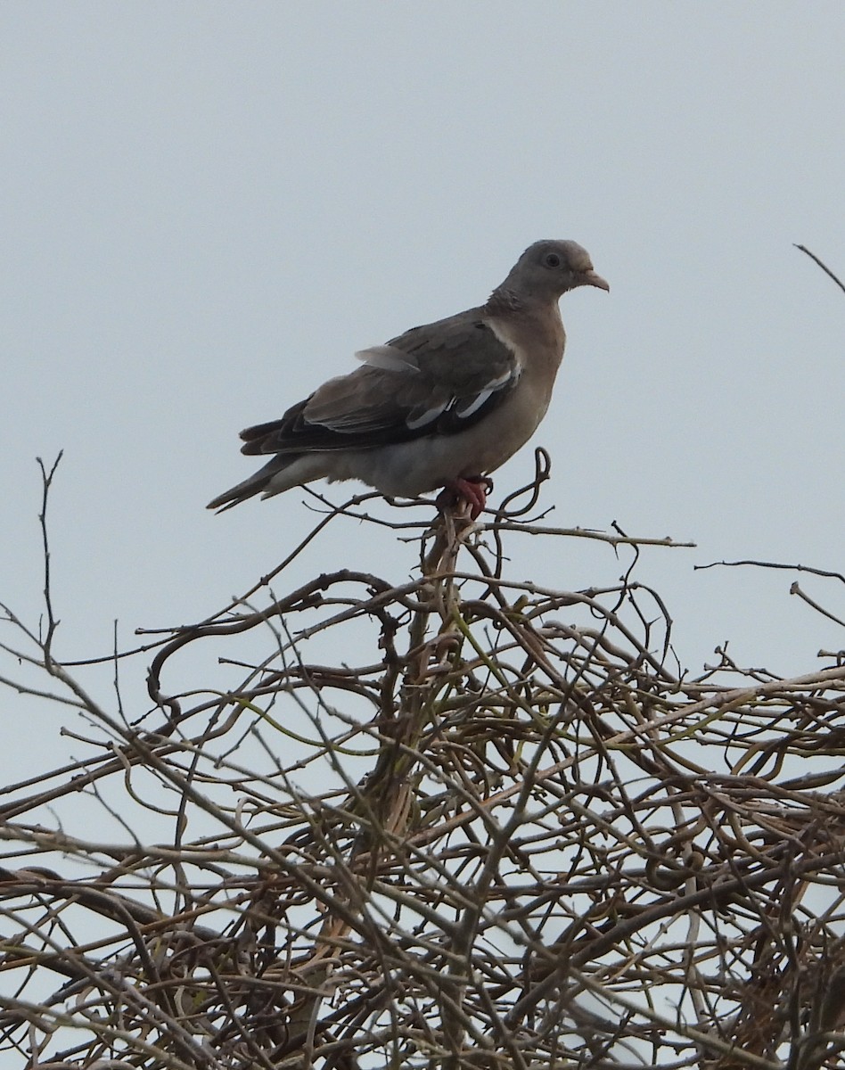 holub bělokřídlý - ML621183171
