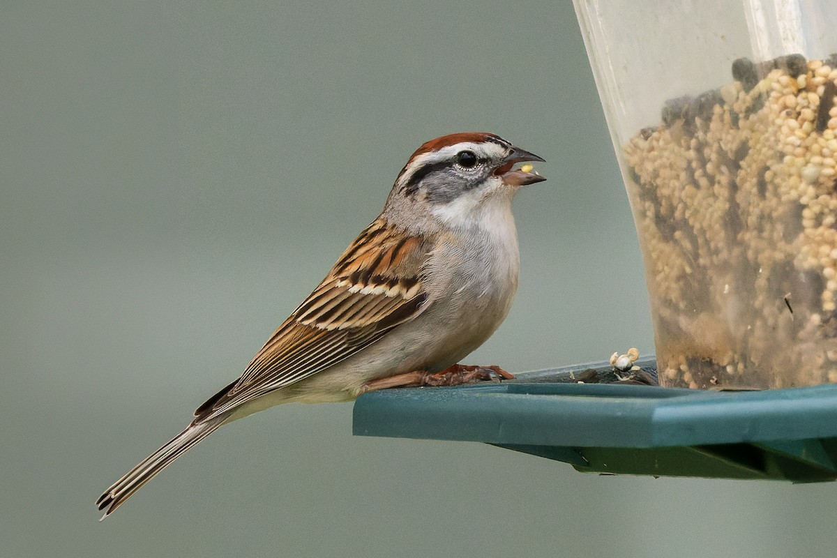 Chipping Sparrow - ML621183249