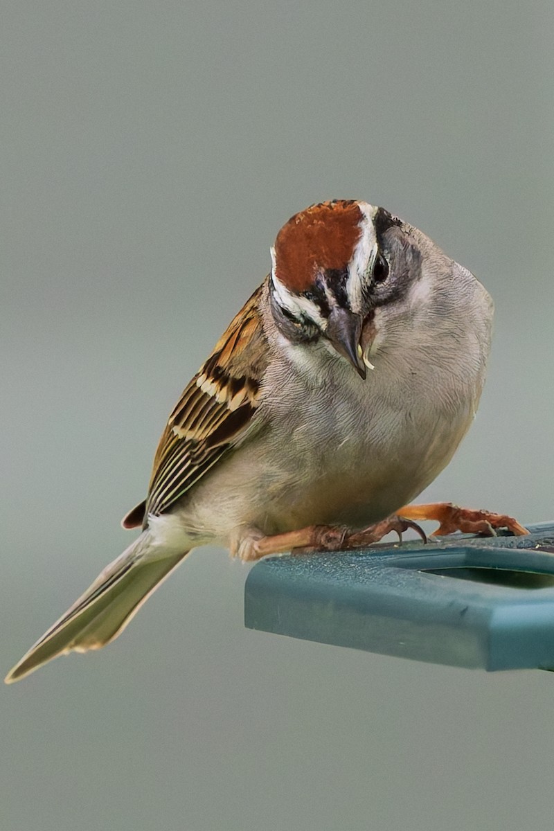 Chipping Sparrow - ML621183252