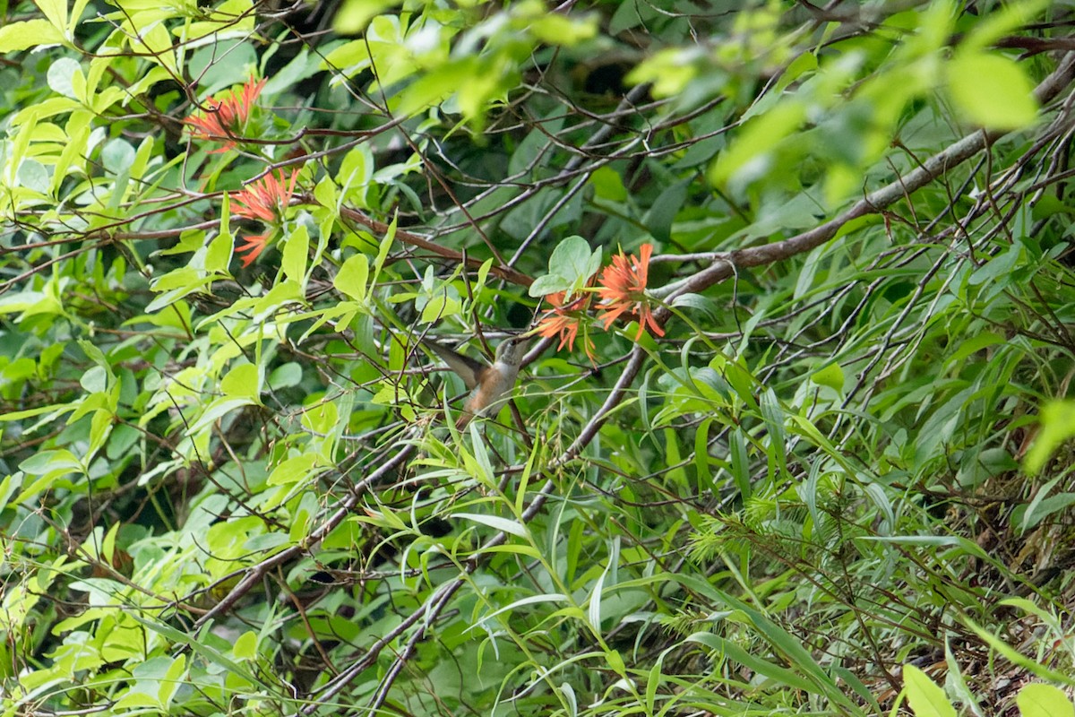 Rufous Hummingbird - ML621183257