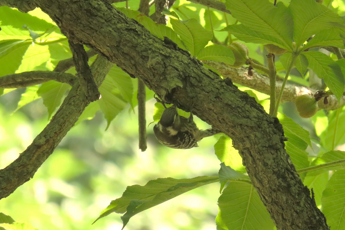 Japanese Pygmy Woodpecker - ML621183282