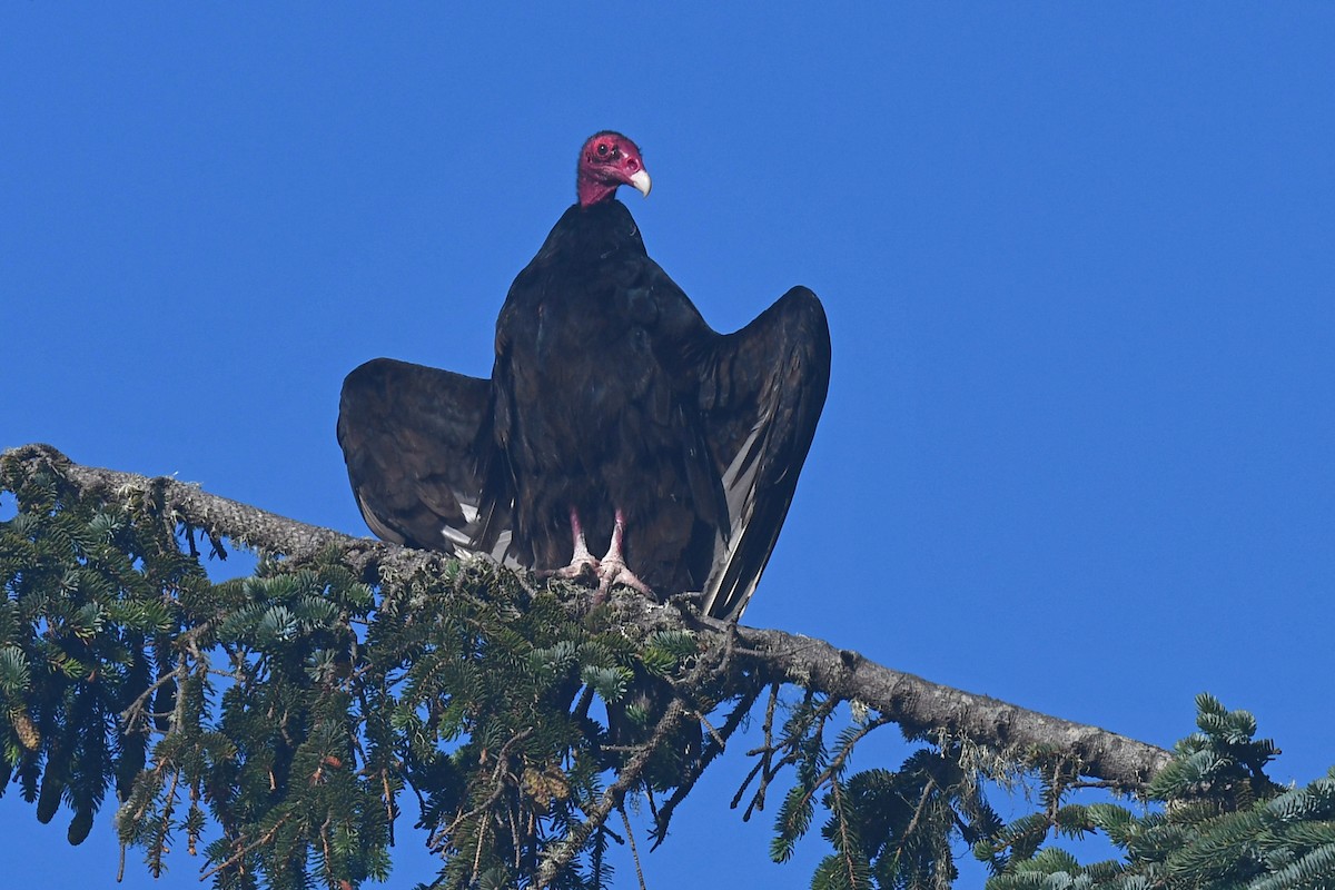 Turkey Vulture - ML621183311