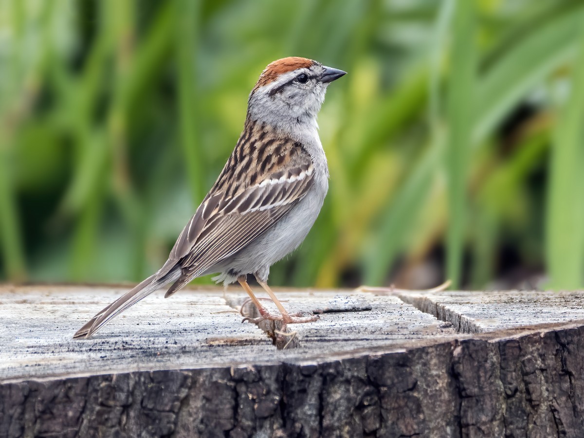 Chipping Sparrow - ML621183336