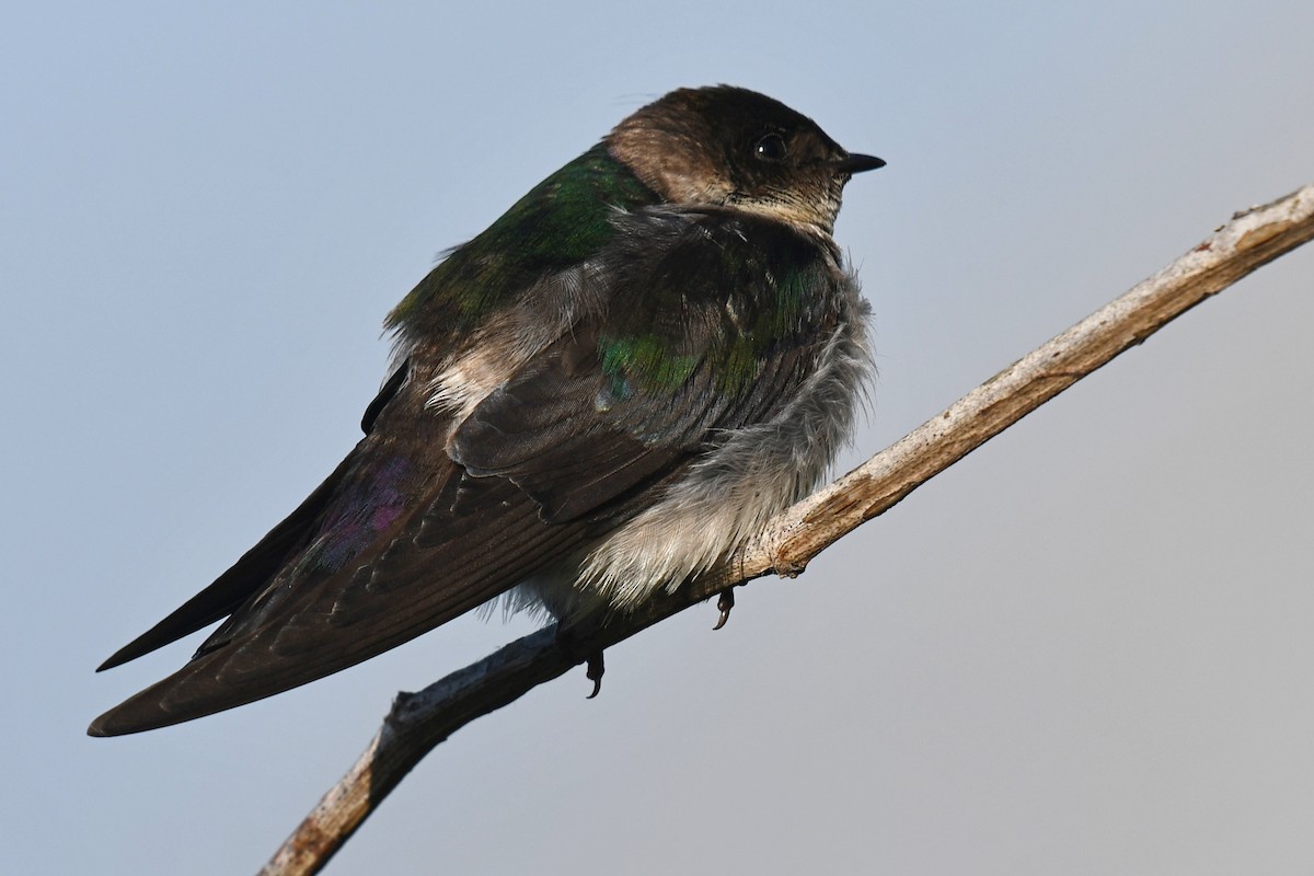 Violet-green Swallow - ML621183345