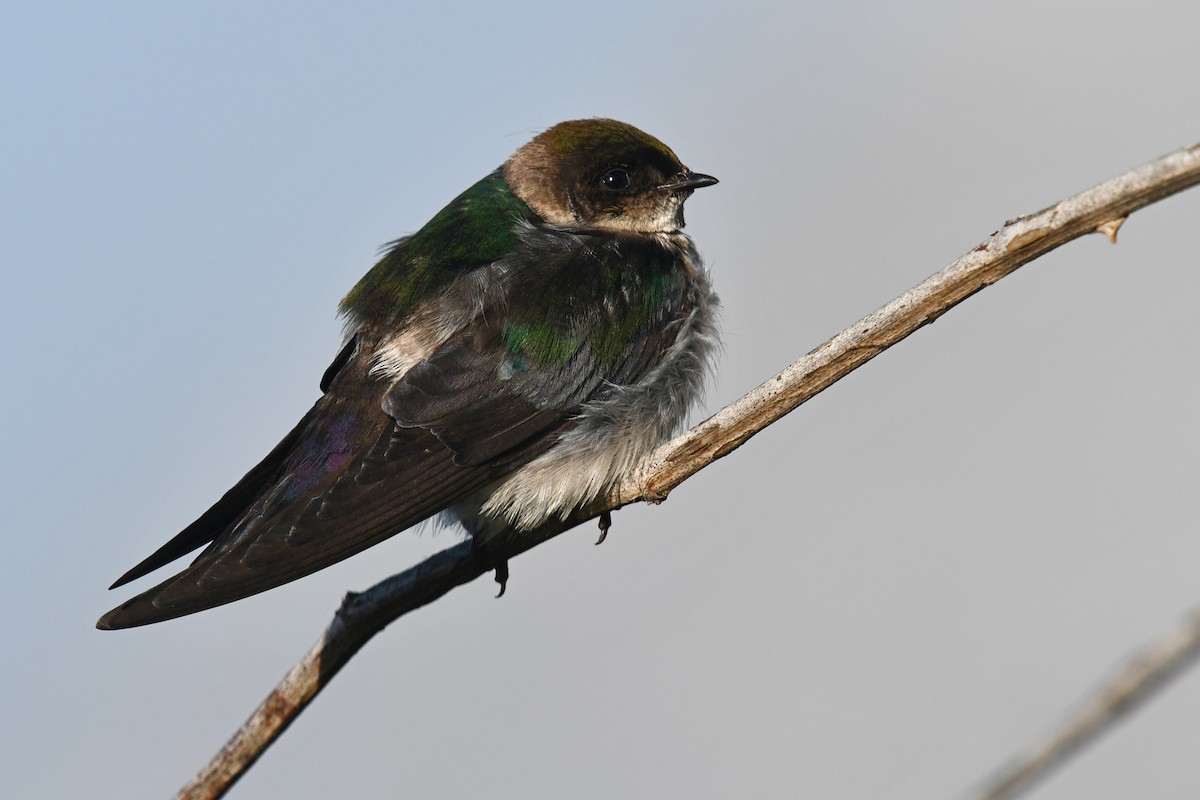 Violet-green Swallow - ML621183347