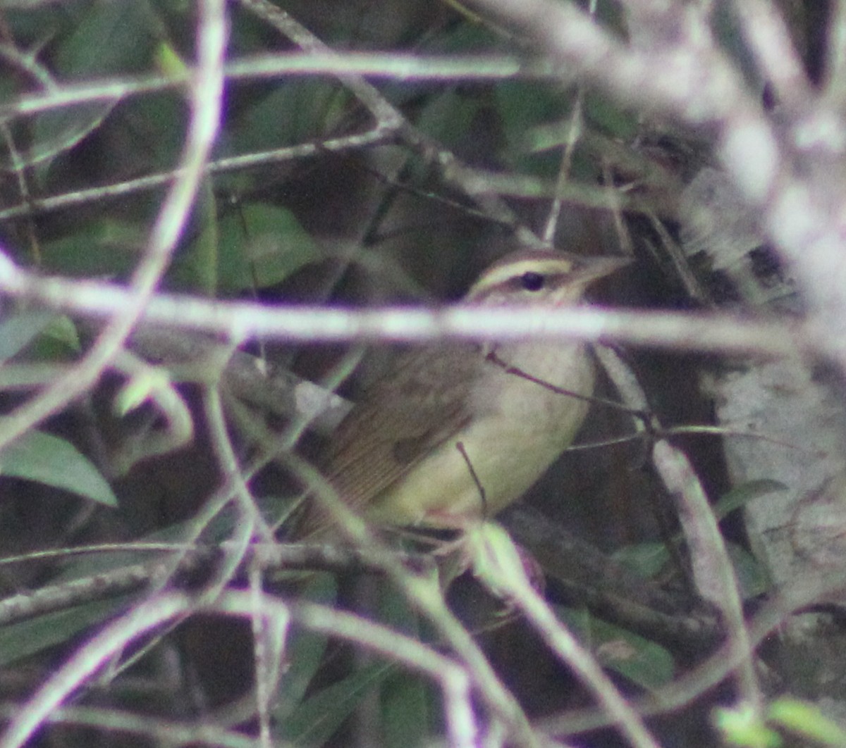 Swainson's Warbler - ML621183354