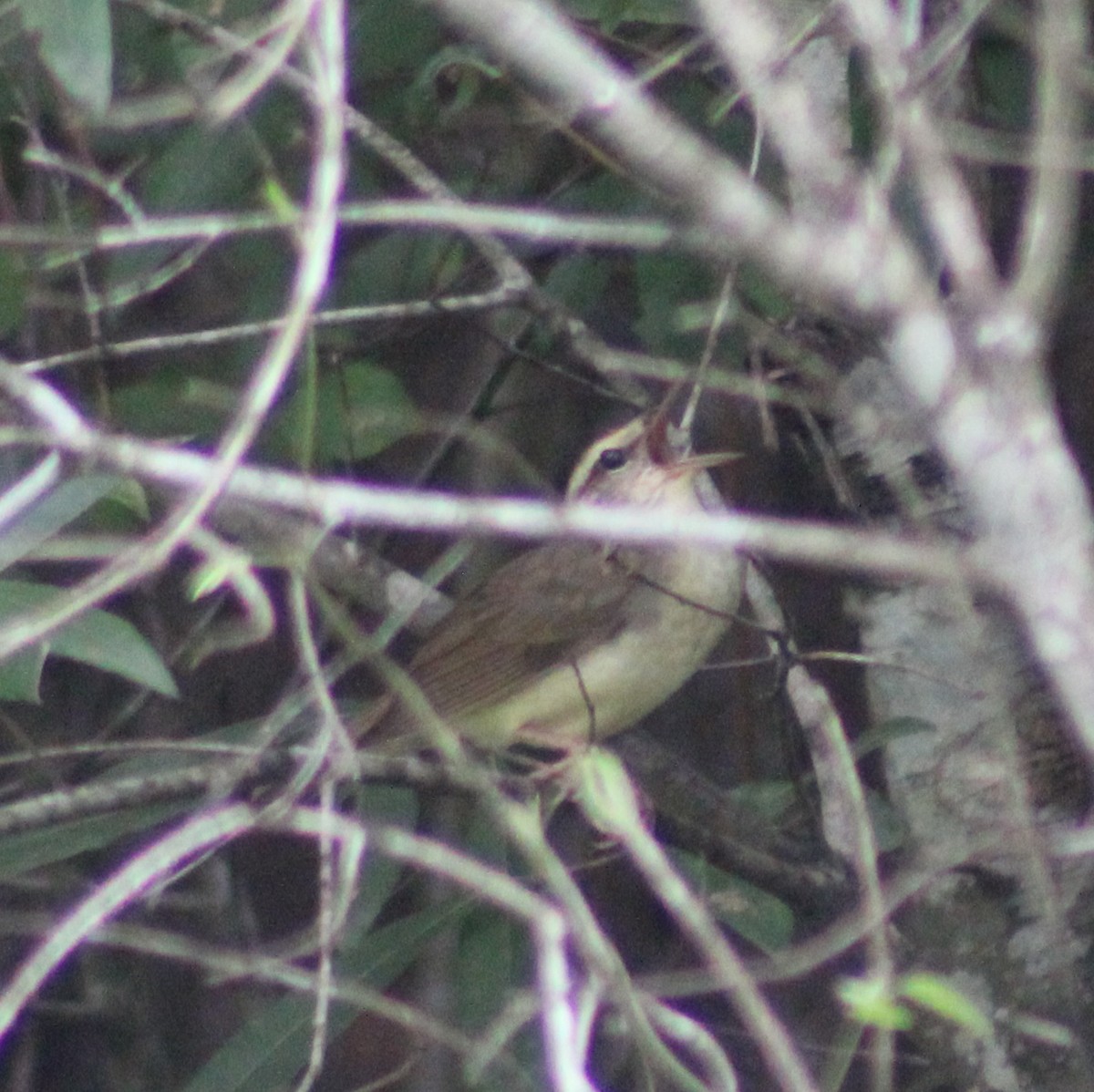 Swainson's Warbler - ML621183355