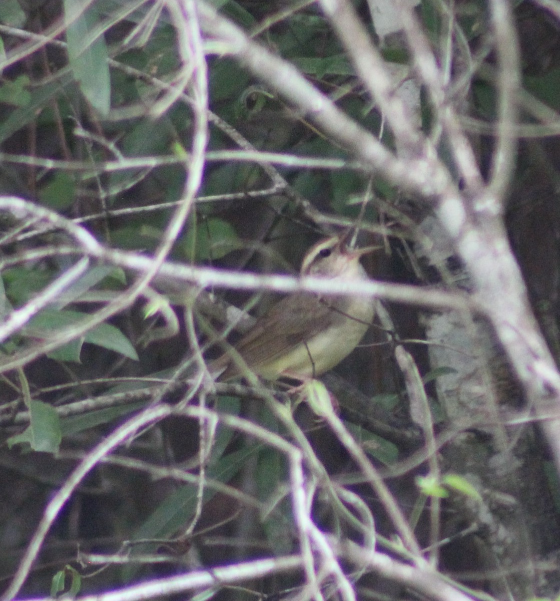 Swainson's Warbler - ML621183357