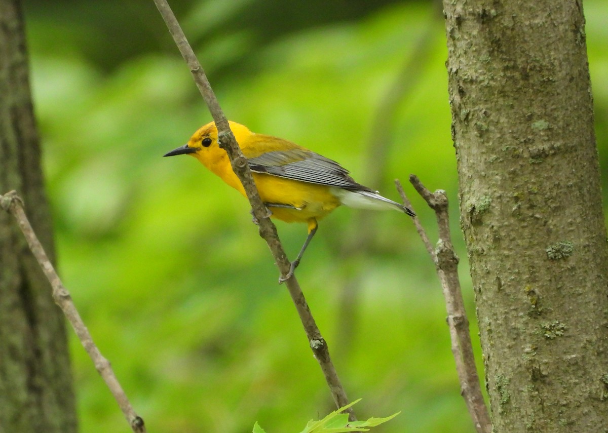 Prothonotary Warbler - ML621183408