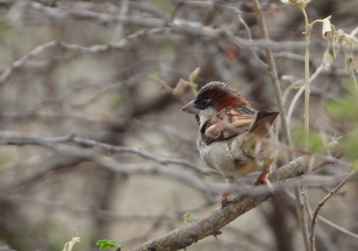 Brown-throated Parakeet - ML621183409