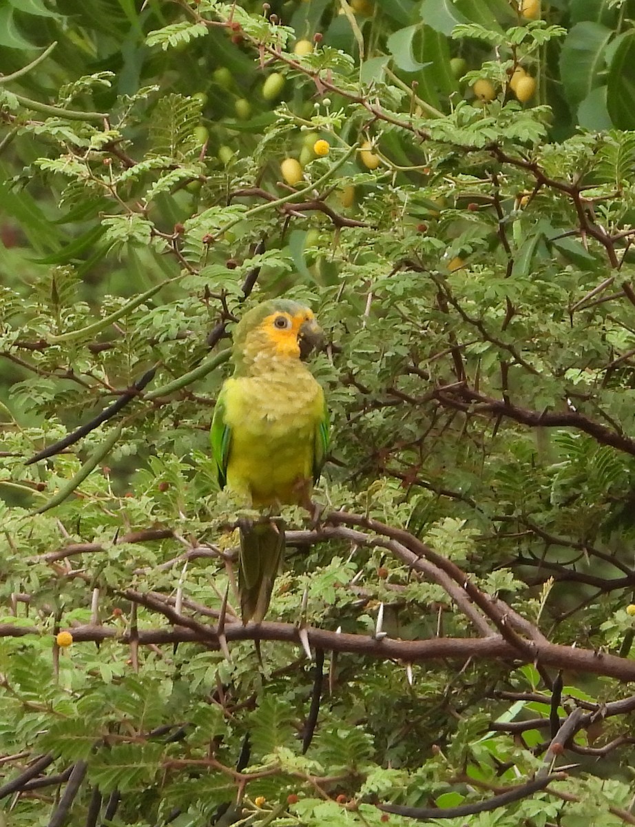 Brown-throated Parakeet - ML621183410