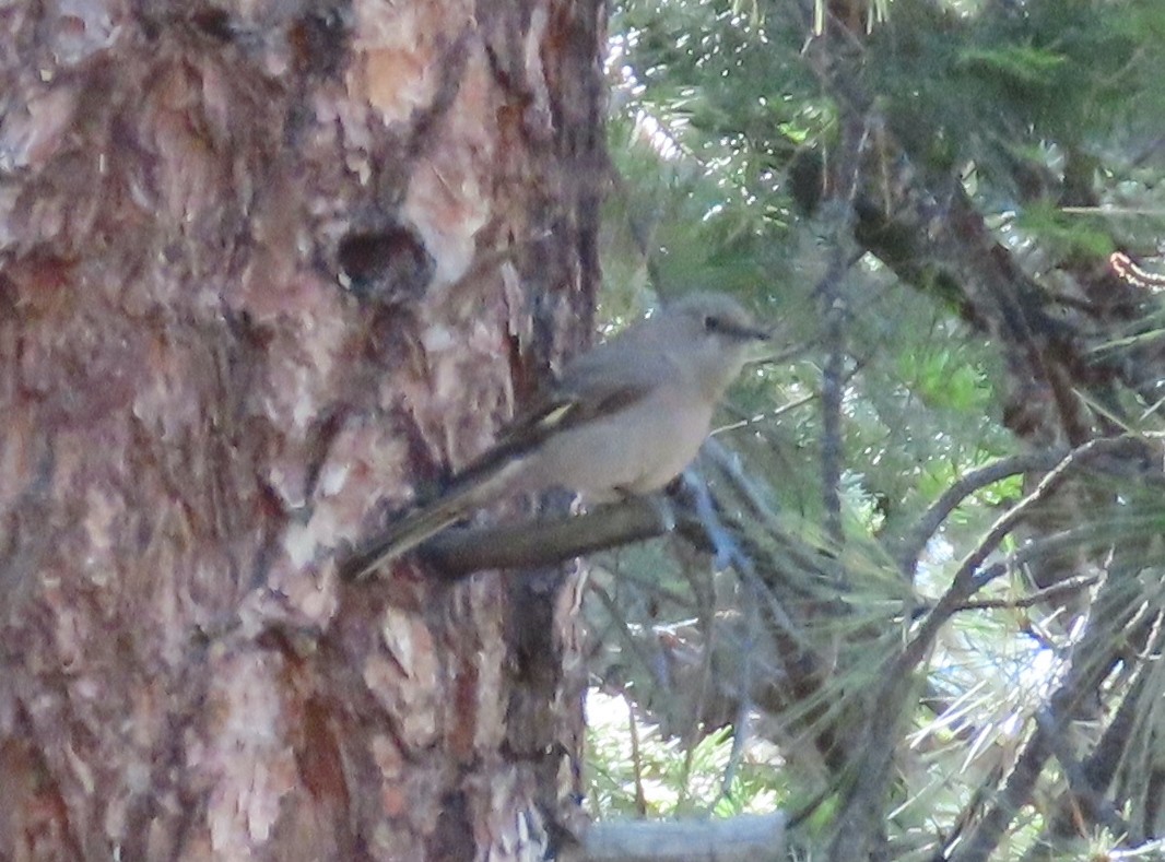 Townsend's Solitaire - ML621183412