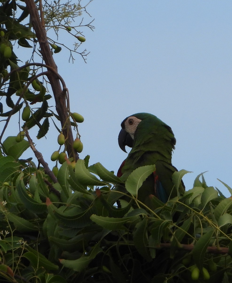 Chestnut-fronted Macaw - ML621183425