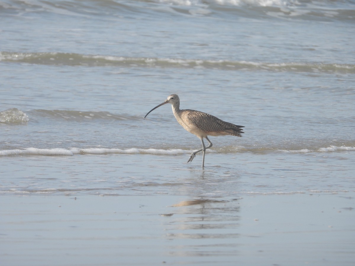 Long-billed Curlew - ML621183451
