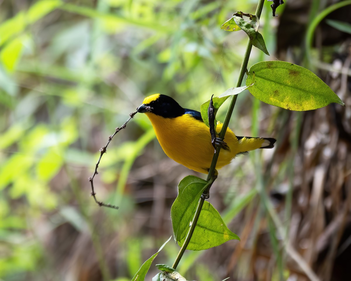 Thick-billed Euphonia (Black-tailed) - ML621183521