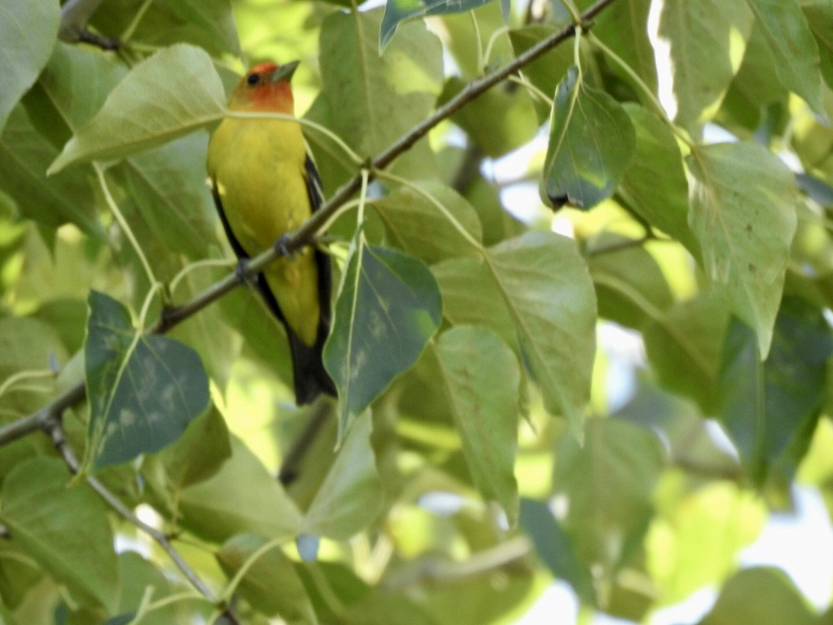 Western Tanager - ML621183580