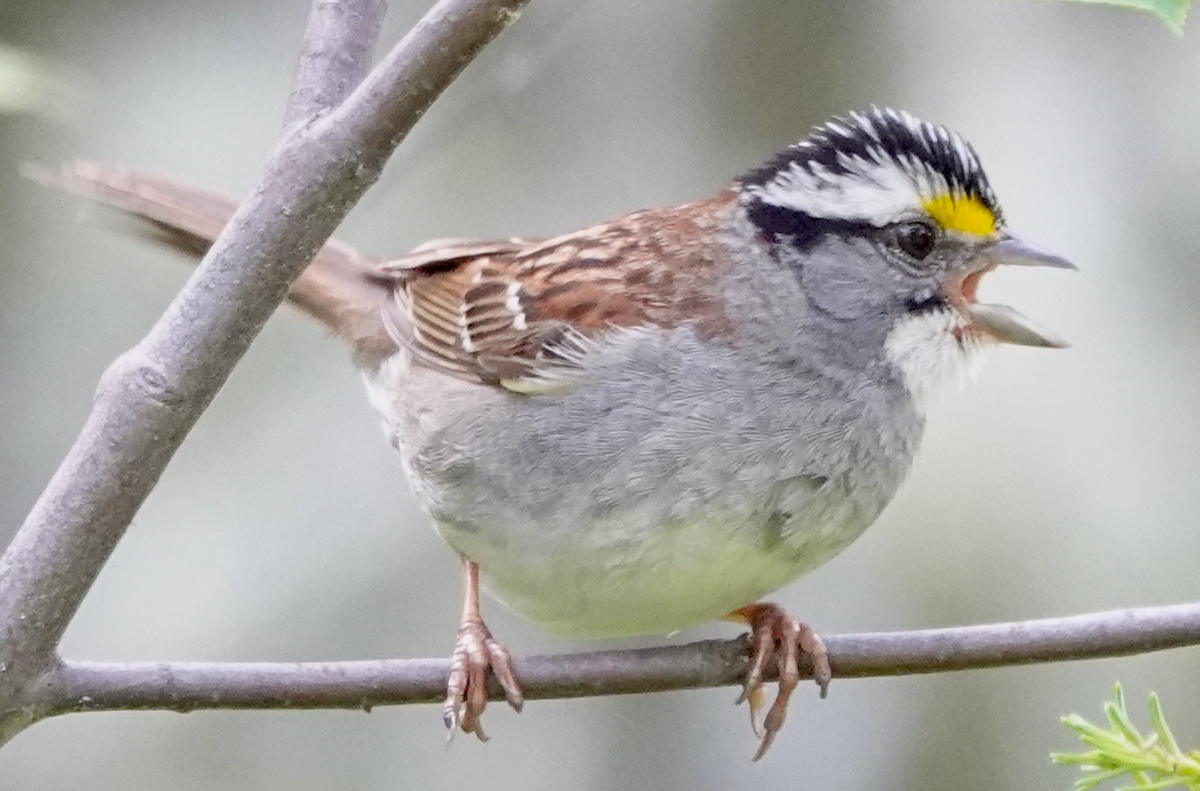 White-throated Sparrow - ML621183619