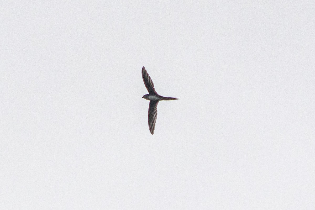 Fork-tailed Palm Swift - ML621183632