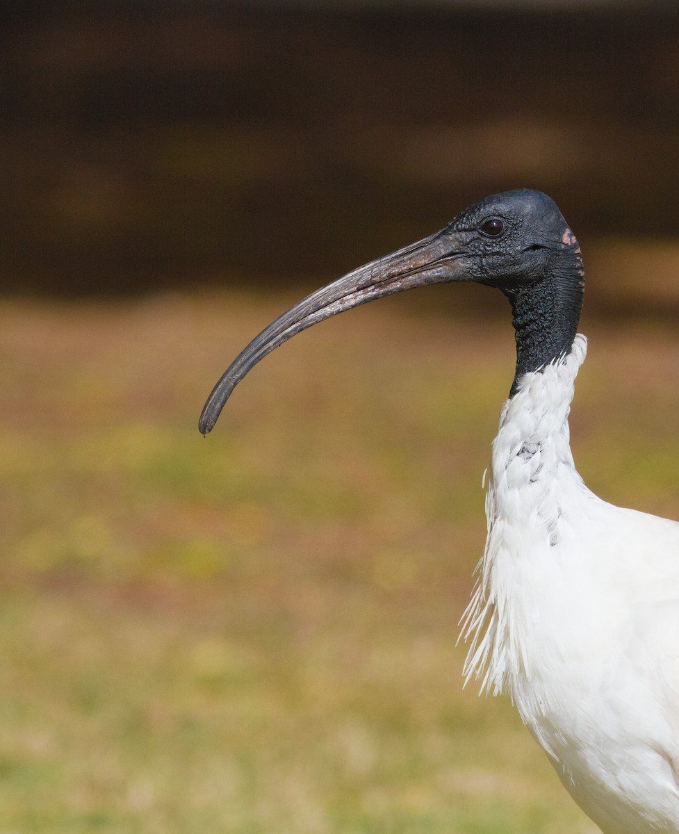 ibis australský - ML621183636