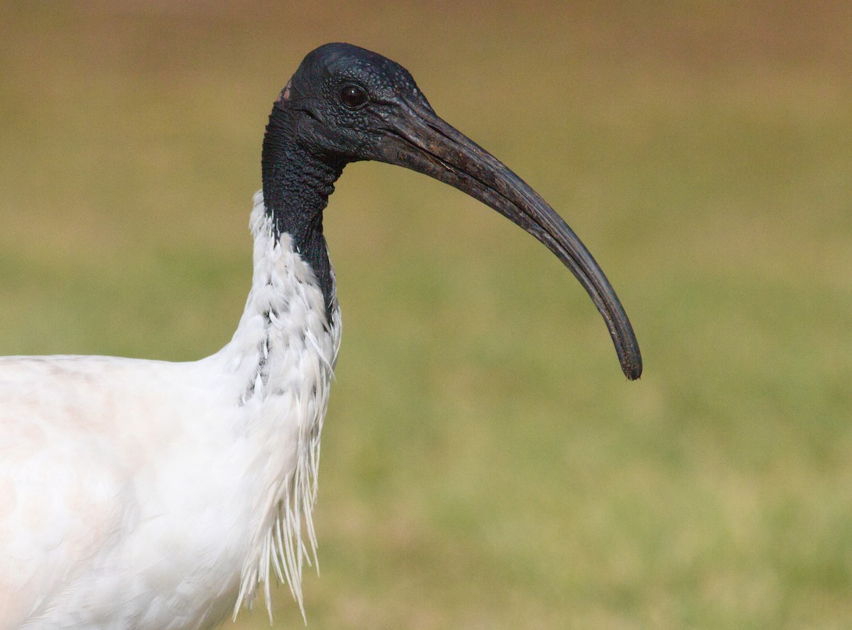 ibis australský - ML621183640