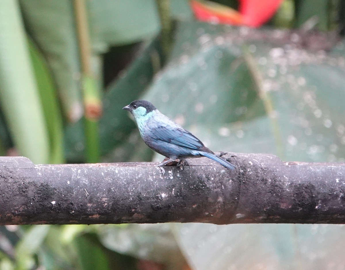 Black-capped Tanager - ML621183660