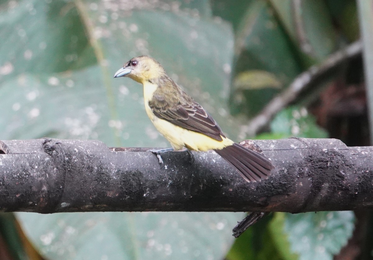 Flame-rumped Tanager - ML621183693