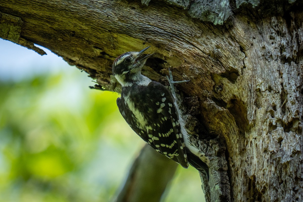 Downy Woodpecker - ML621183735