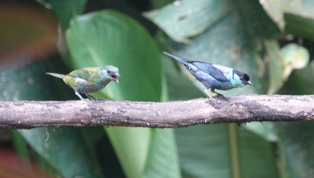 Black-capped Tanager - ML621183755