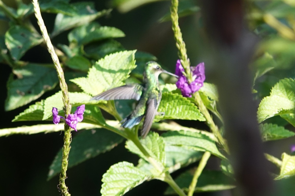 kolibřík modroocasý - ML621183775