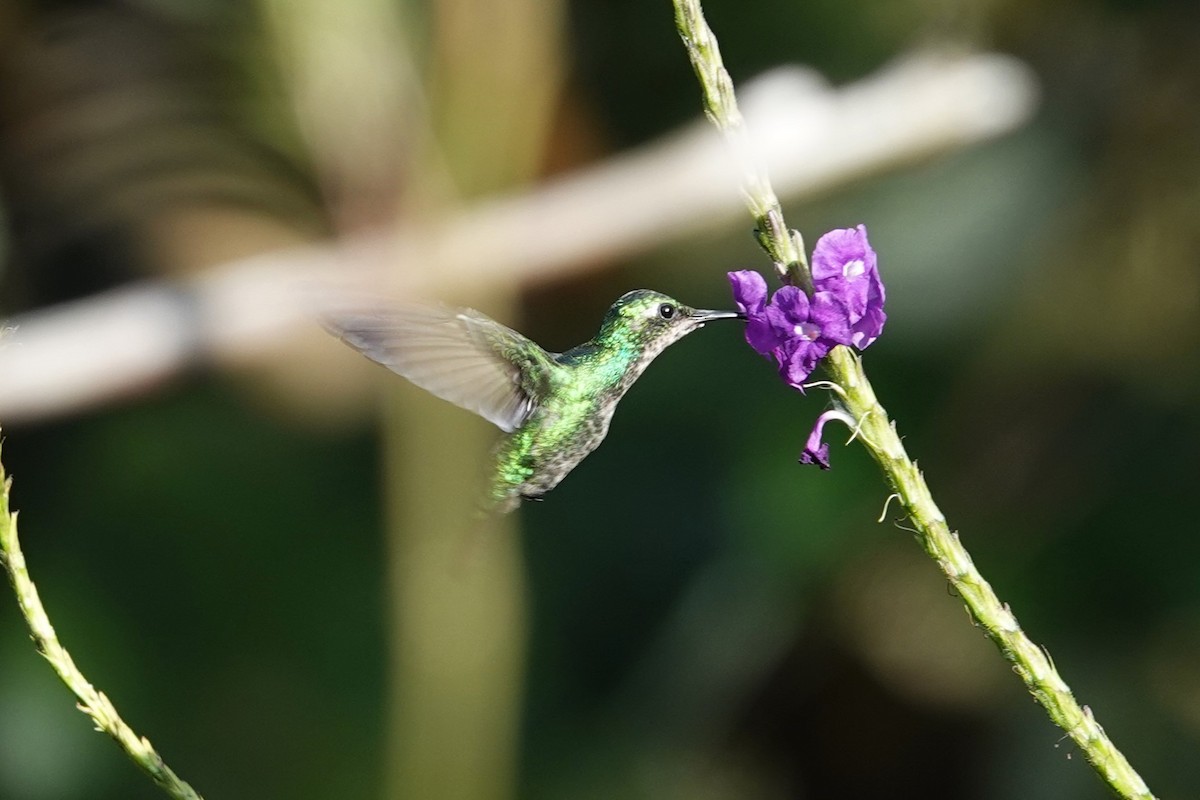 Blue-tailed Emerald - ML621183776